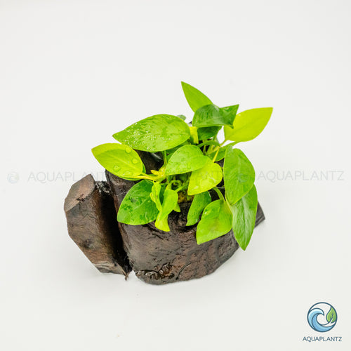 Anubias Barteri Var Nana Golden on Pterocarpus Wood