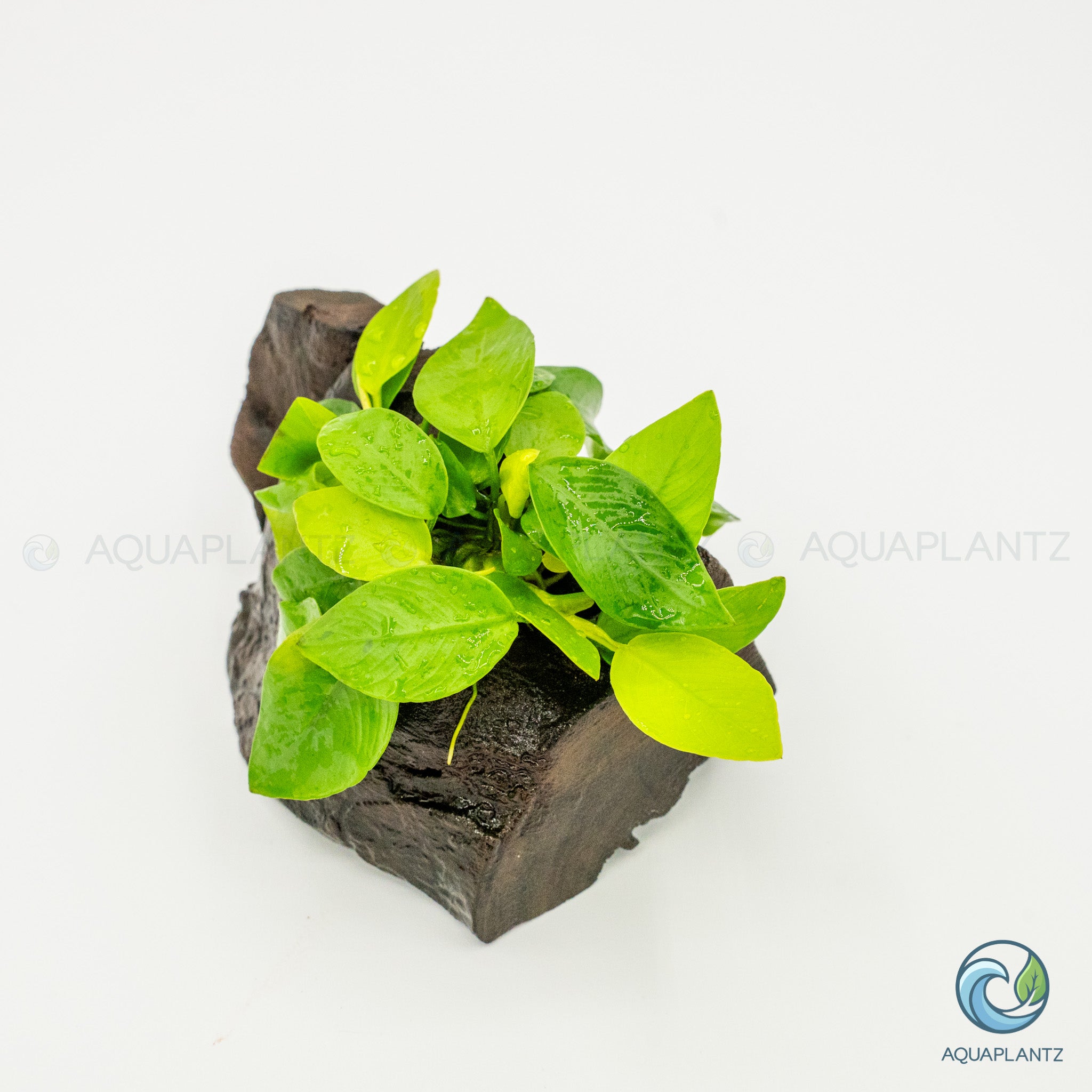 Anubias Barteri Var Nana Golden on Pterocarpus Wood
