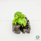 Anubias Barteri Var Nana Golden on Pterocarpus Wood