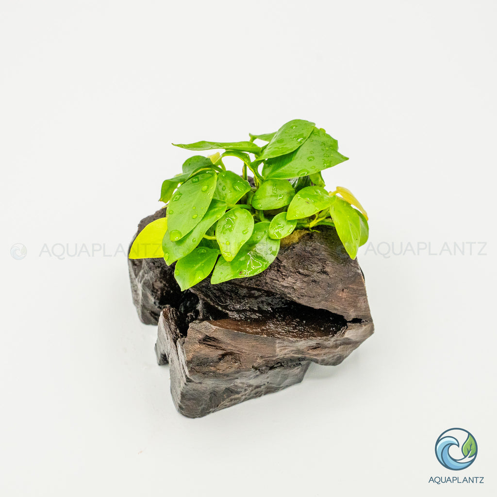 Anubias Barteri Var Nana Golden on Pterocarpus Wood