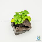 Anubias Barteri Var Nana Golden on Pterocarpus Wood