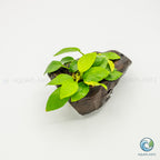 Anubias Barteri Var Nana Golden on Pterocarpus Wood
