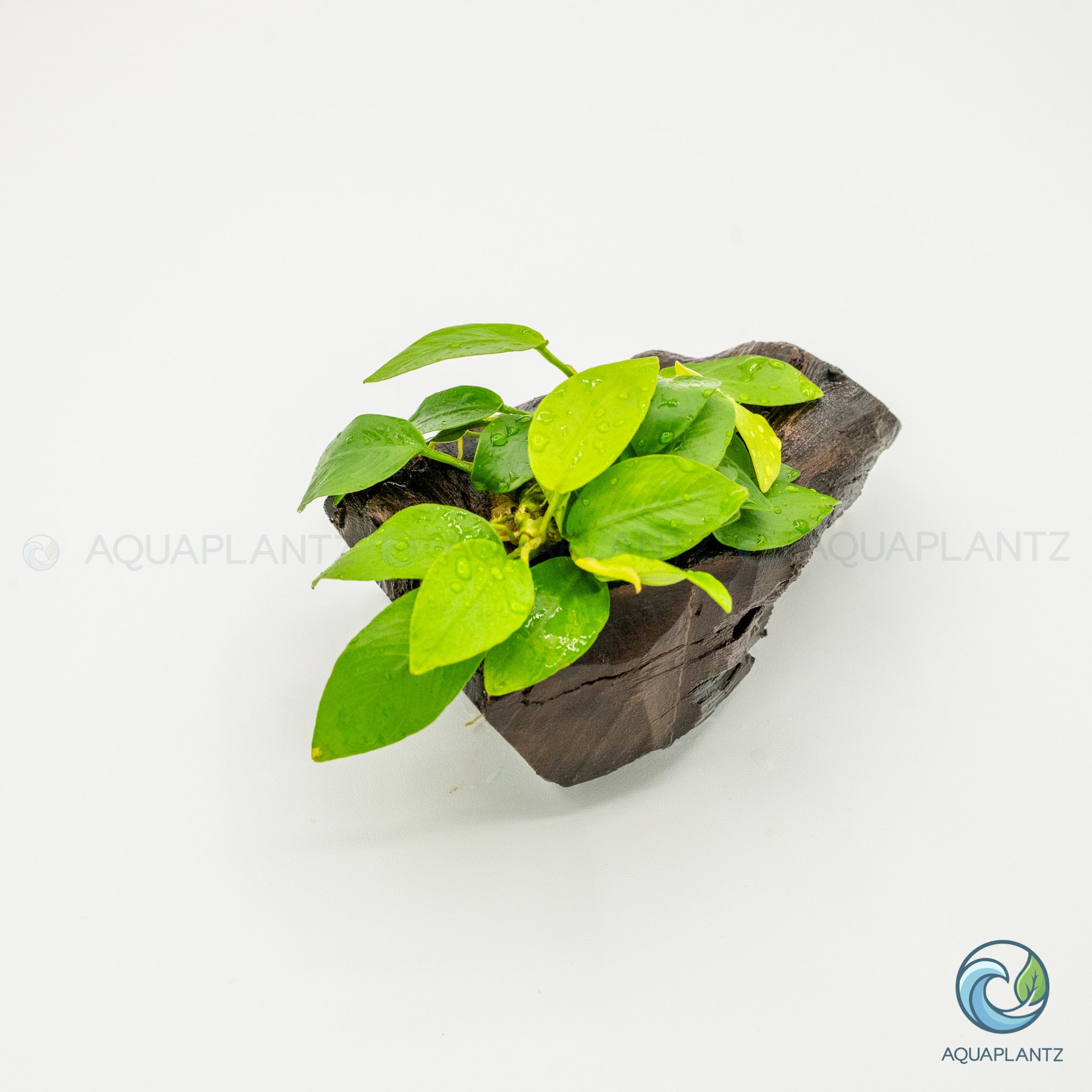Anubias Barteri Var Nana Golden on Pterocarpus Wood