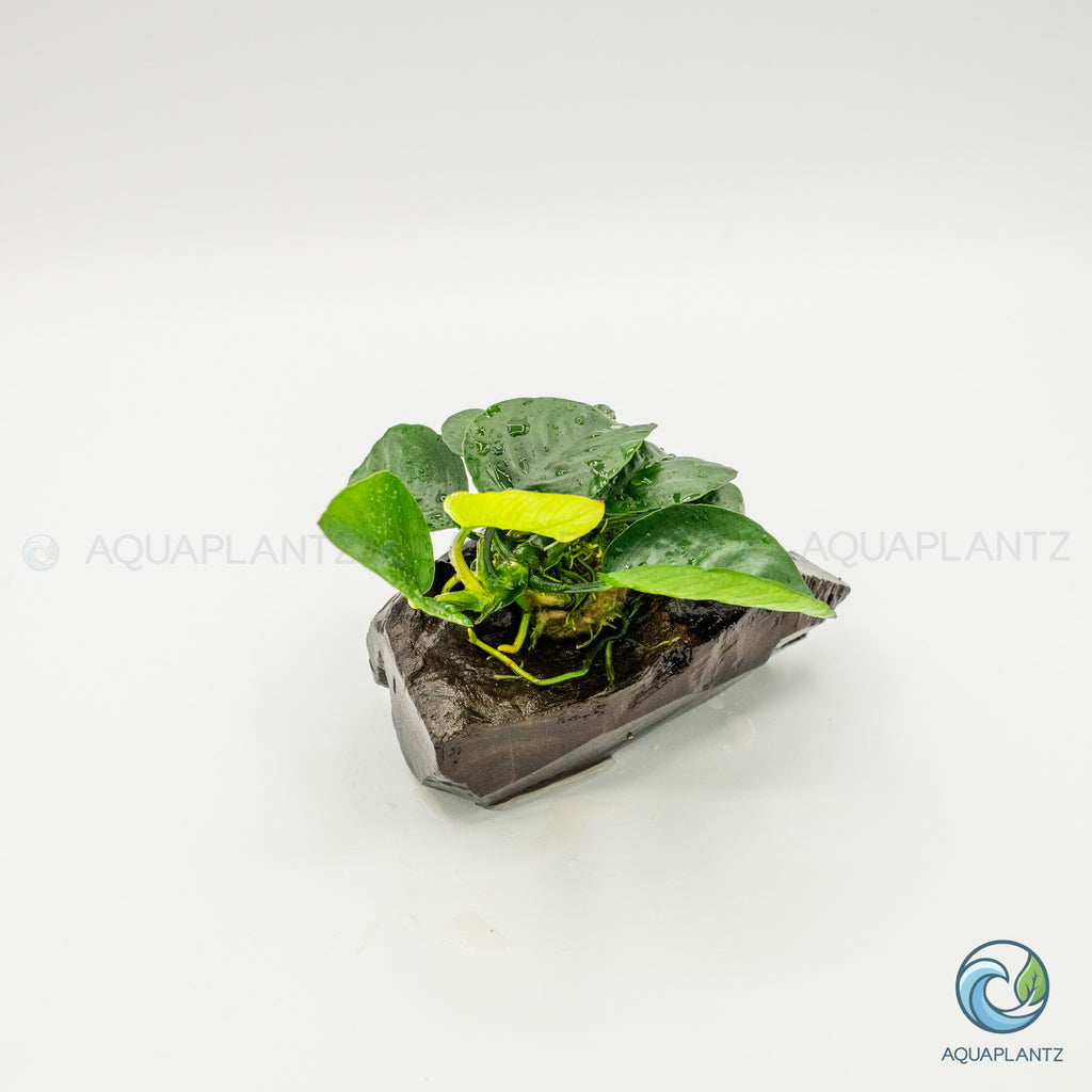 Anubias Barteri Butterfly on Pterocarpus Wood