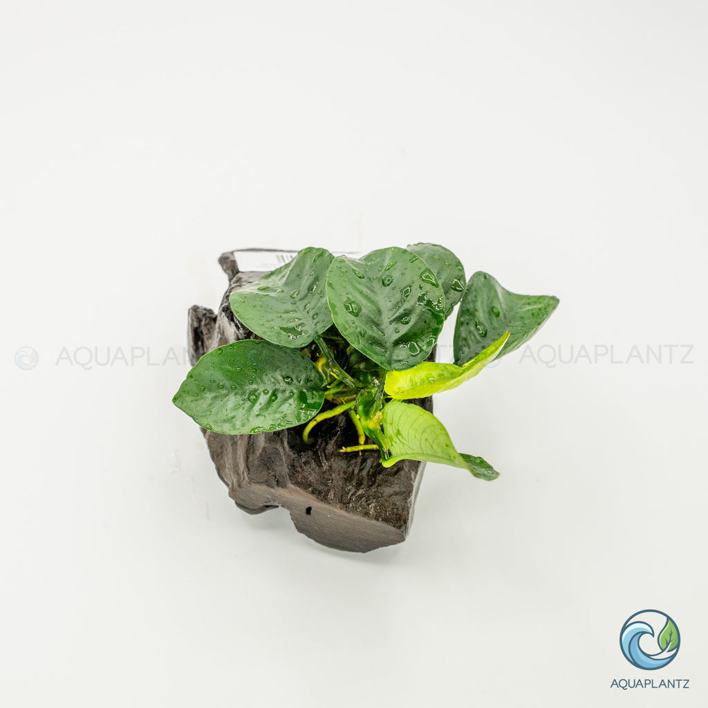 Anubias Barteri Butterfly on Pterocarpus Wood