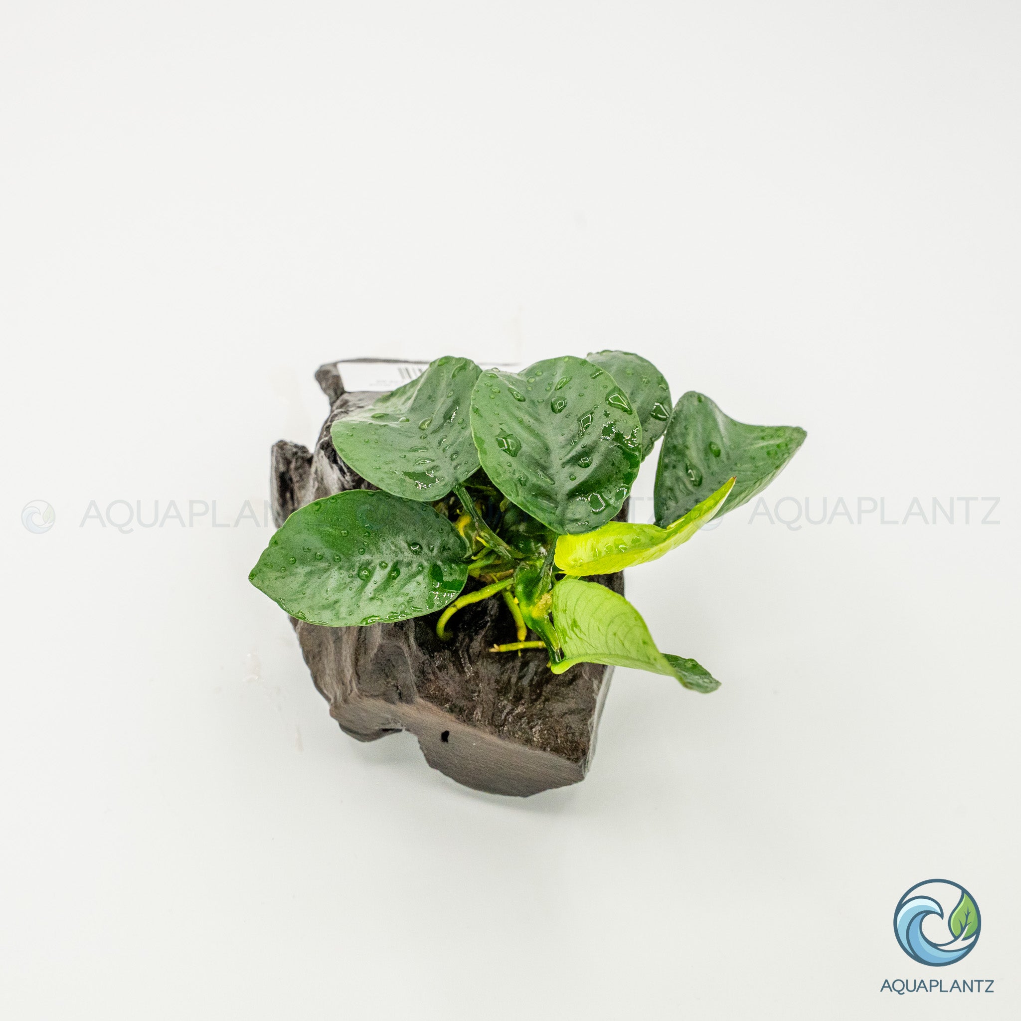 Anubias Barteri Butterfly on Pterocarpus Wood