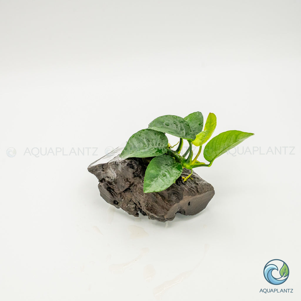 Anubias Barteri Butterfly on Pterocarpus Wood
