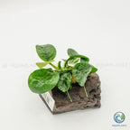 Anubias Barteri Butterfly on Pterocarpus Wood