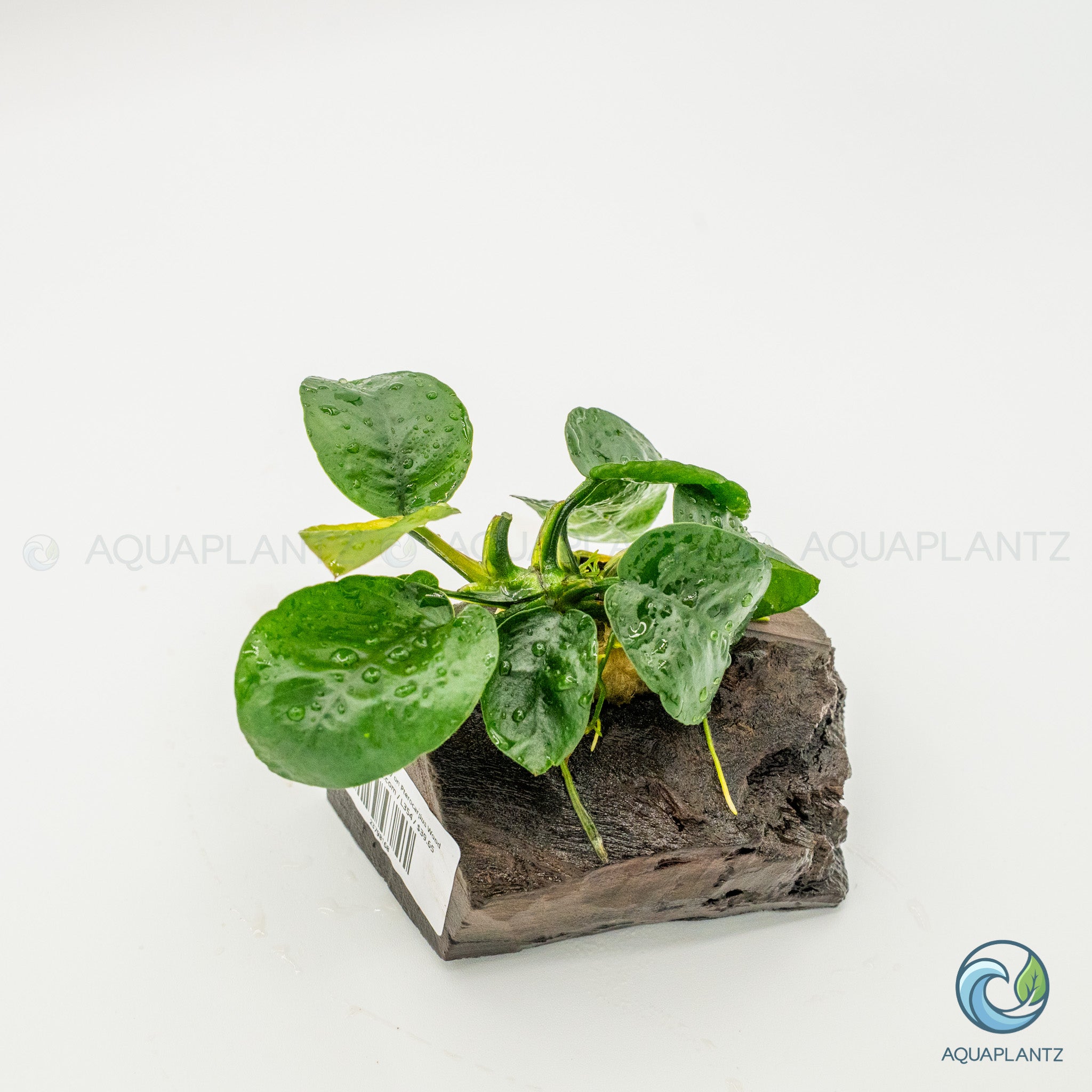 Anubias Barteri Butterfly on Pterocarpus Wood