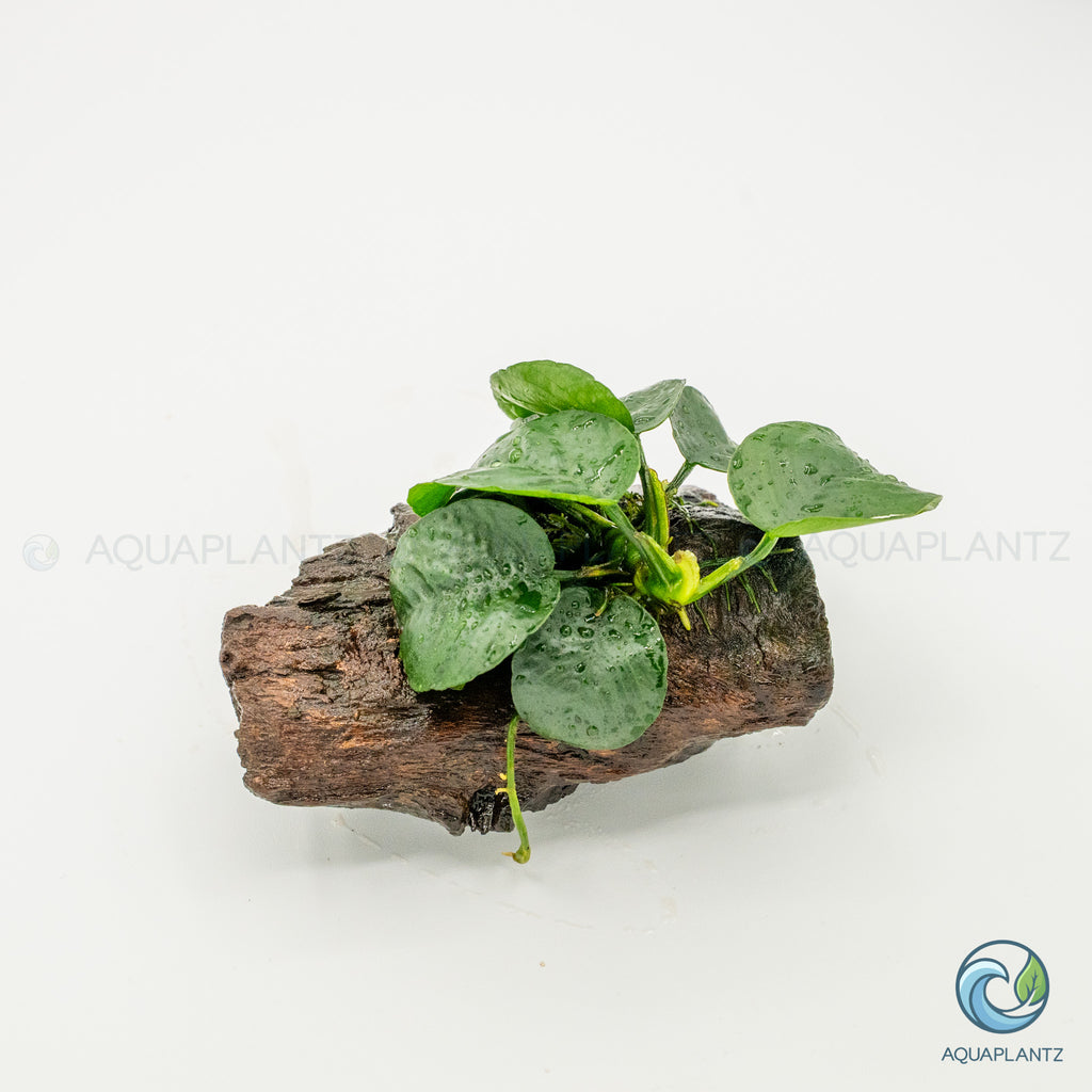 Anubias Barteri Butterfly on Pterocarpus Wood