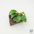 Anubias Barteri Butterfly on Pterocarpus Wood