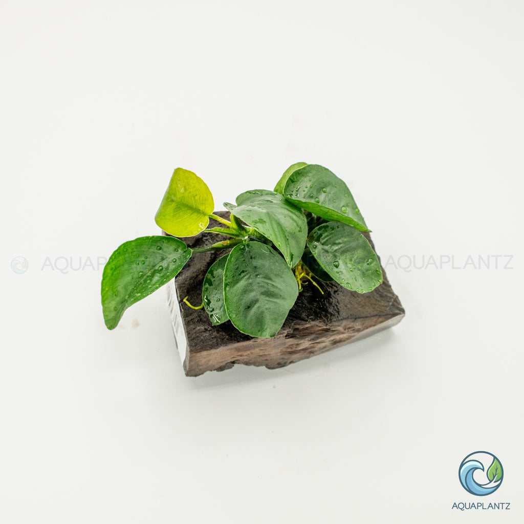 Anubias Barteri Butterfly on Pterocarpus Wood