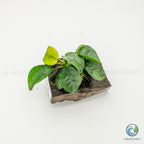 Anubias Barteri Butterfly on Pterocarpus Wood