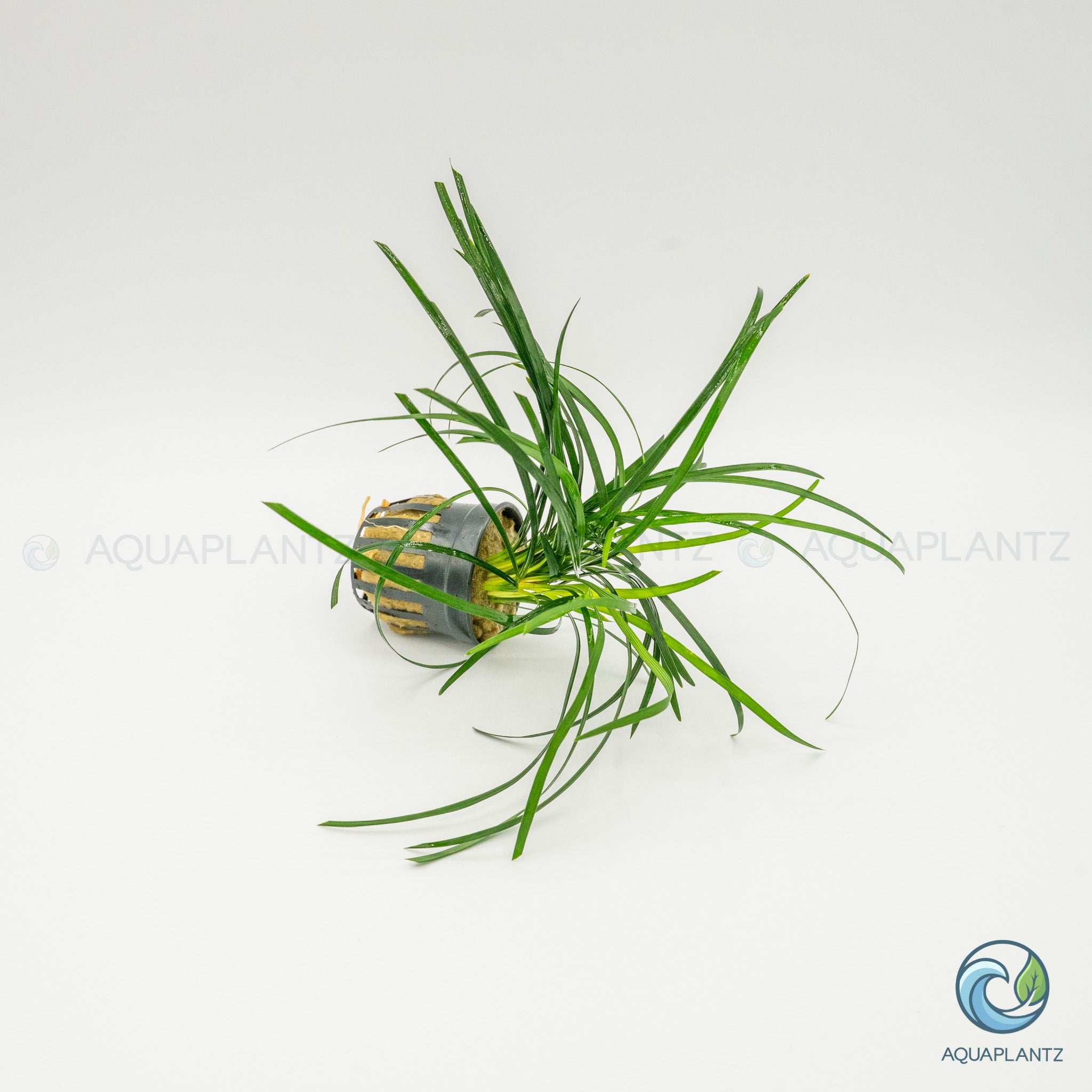 Ophiopogon Japonica