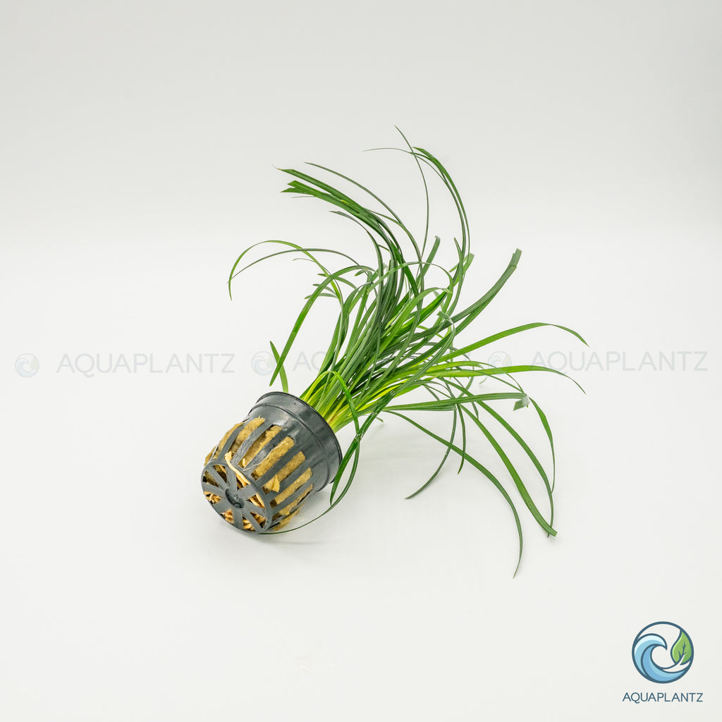 Ophiopogon Japonica
