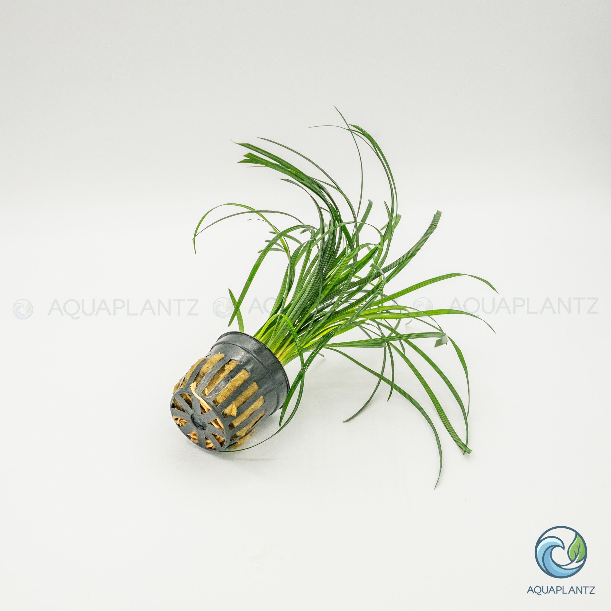 Ophiopogon Japonica