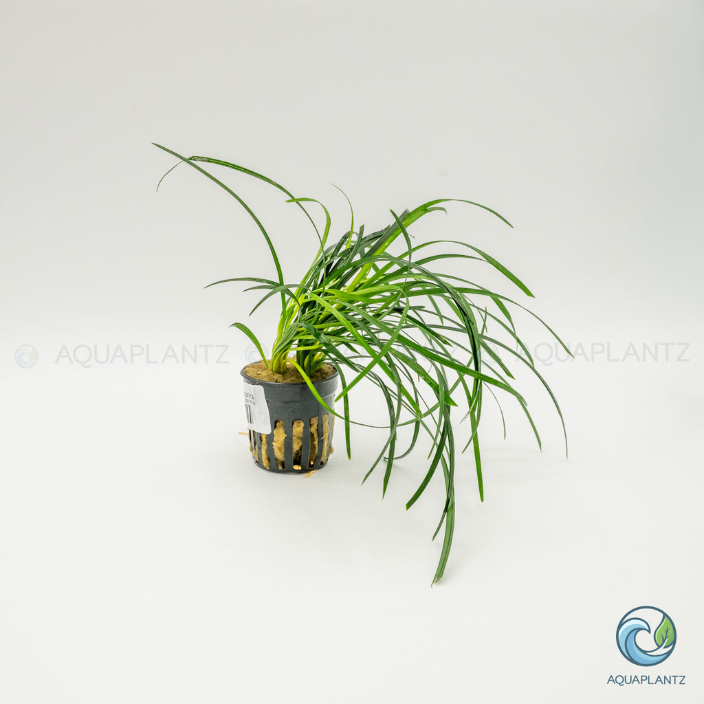Ophiopogon Japonica