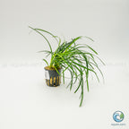 Ophiopogon Japonica