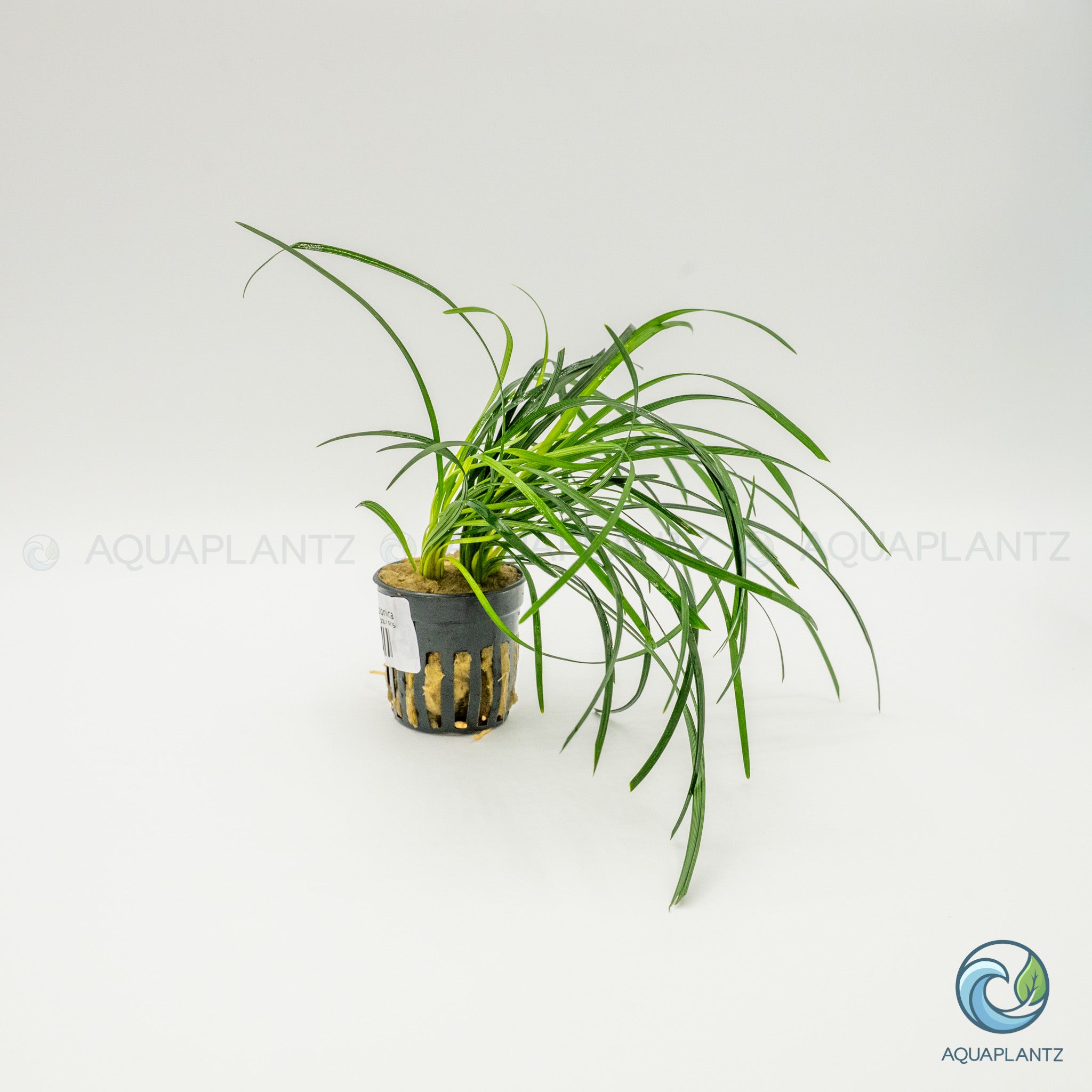 Ophiopogon Japonica