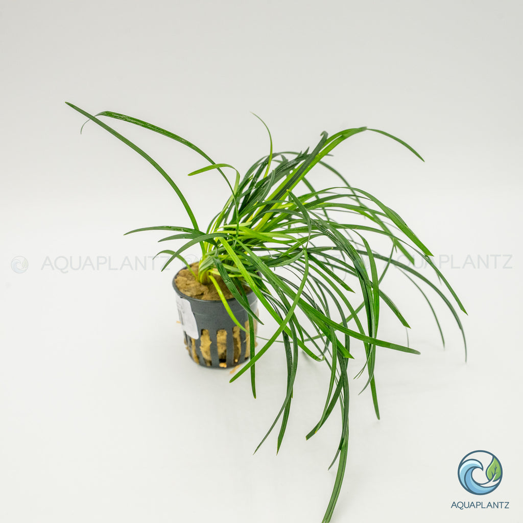 Ophiopogon Japonica