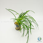 Ophiopogon Japonica