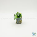 Anubias Barteri Petite Round