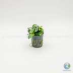 Anubias Barteri Petite Round