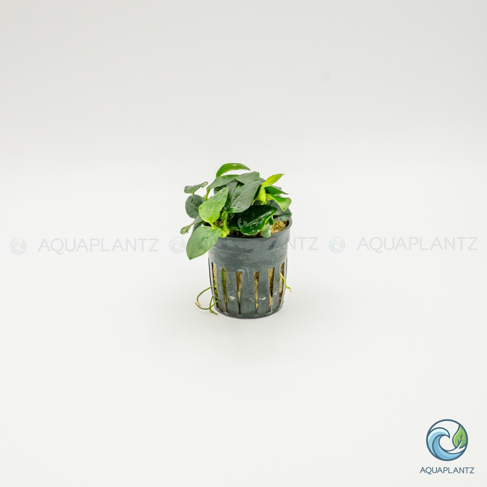 Anubias Barteri Petite Round