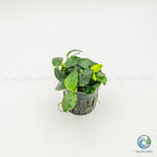 Anubias Barteri Petite Round