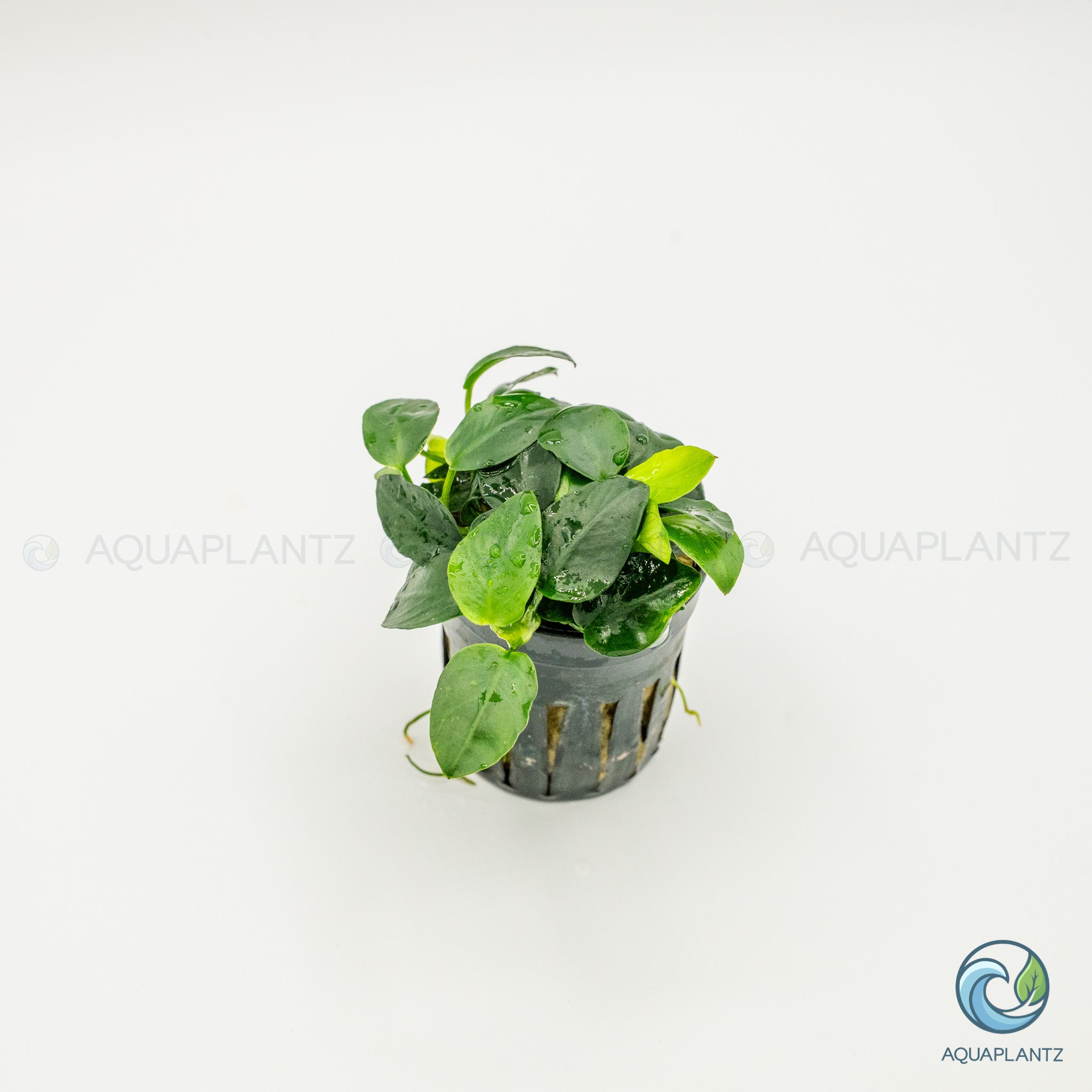 Anubias Barteri Petite Round