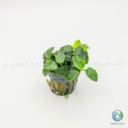 Anubias Barteri Petite Round