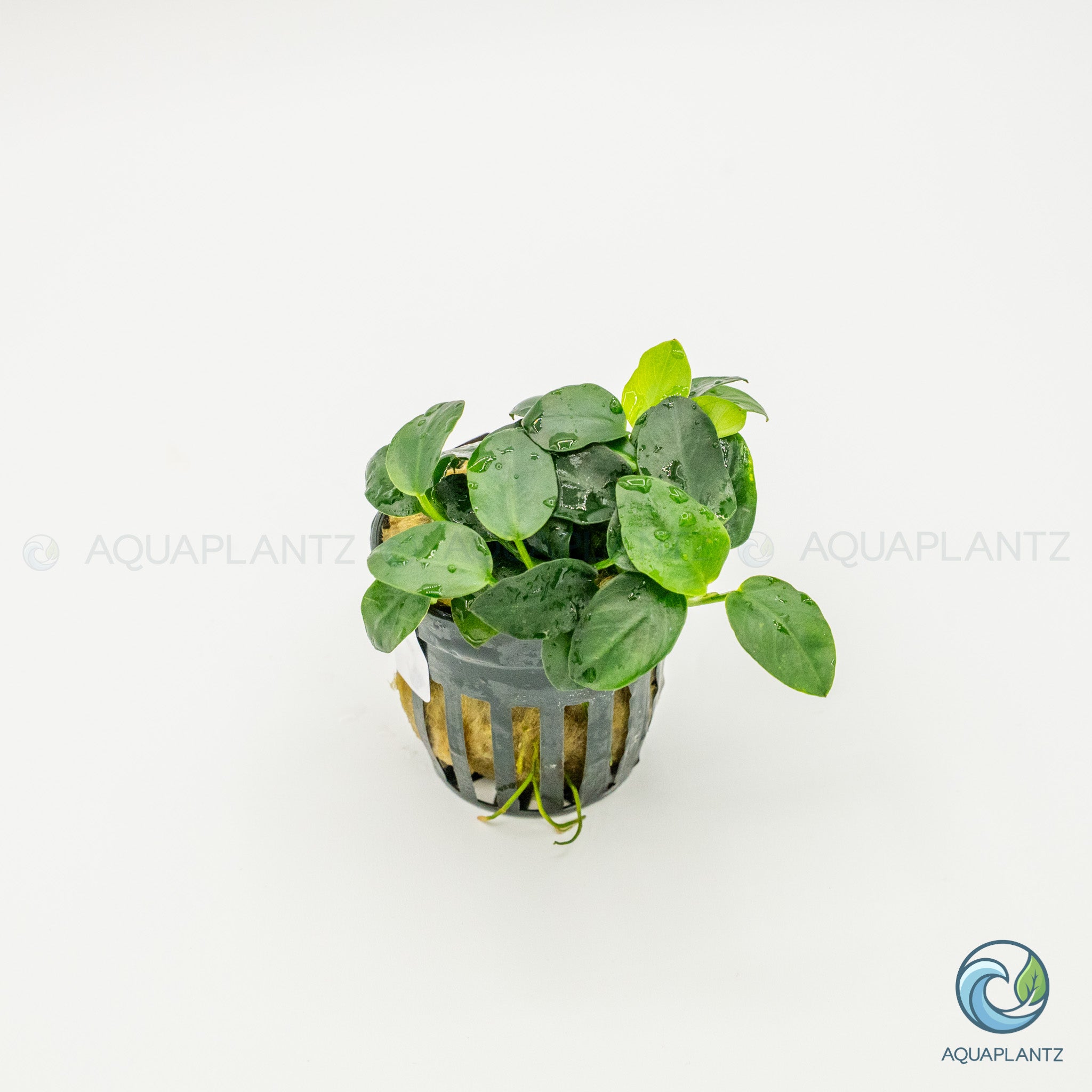 Anubias Barteri Petite Round