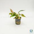 Cryptocoryne Wendtii Tropica
