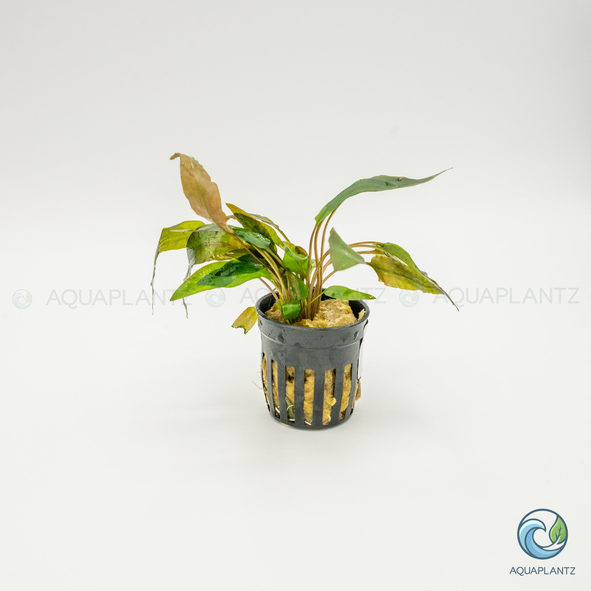 Cryptocoryne Wendtii Tropica