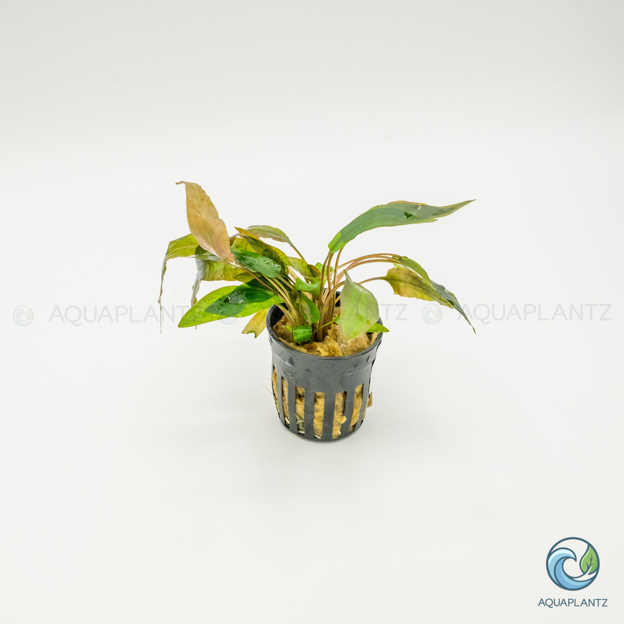 Cryptocoryne Wendtii Tropica