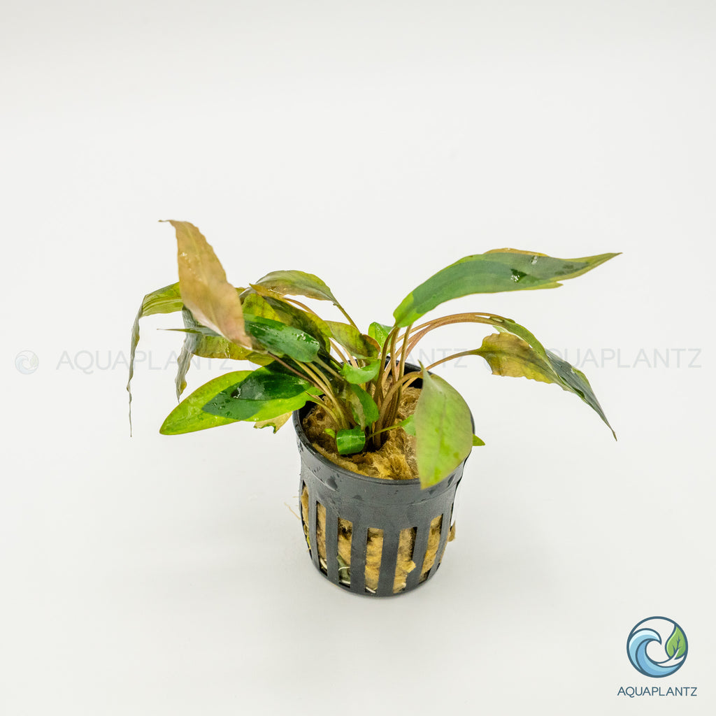 Cryptocoryne Wendtii Tropica