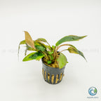 Cryptocoryne Wendtii Tropica