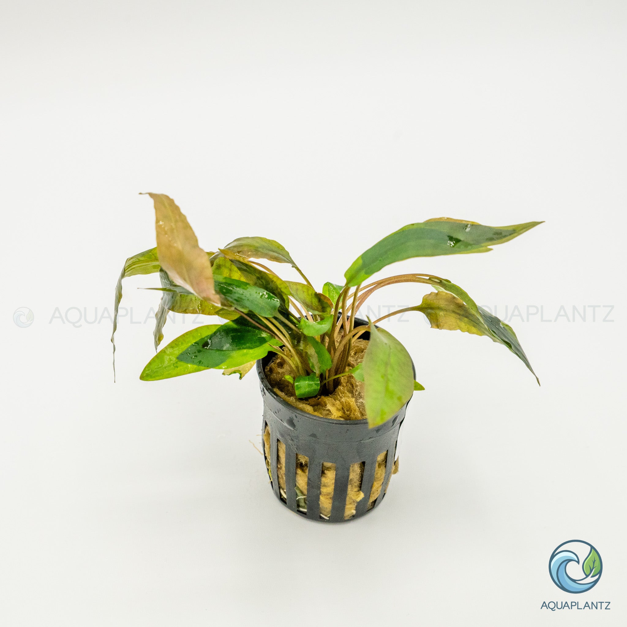 Cryptocoryne Wendtii Tropica
