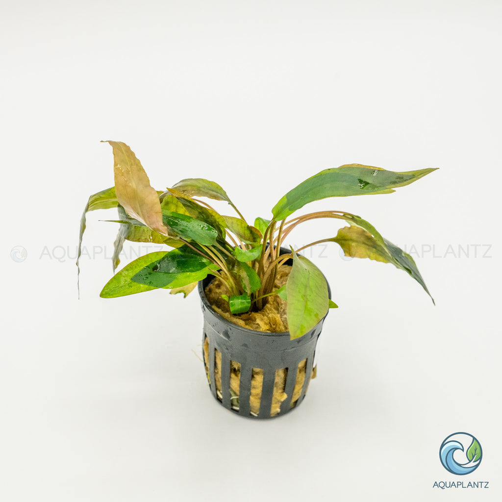 Cryptocoryne Wendtii Tropica