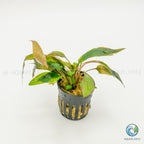 Cryptocoryne Wendtii Tropica
