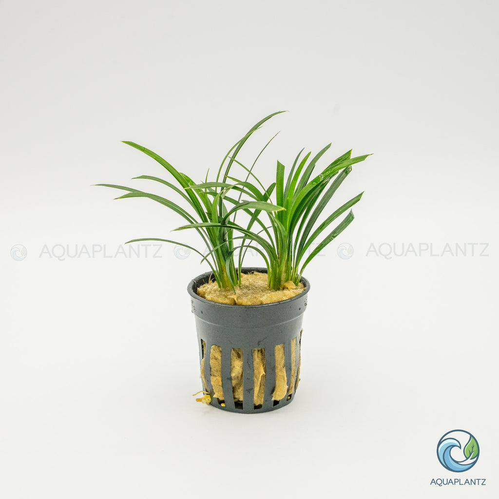 Ophiopogon Pusillus