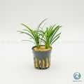 Ophiopogon Pusillus