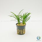 Ophiopogon Pusillus