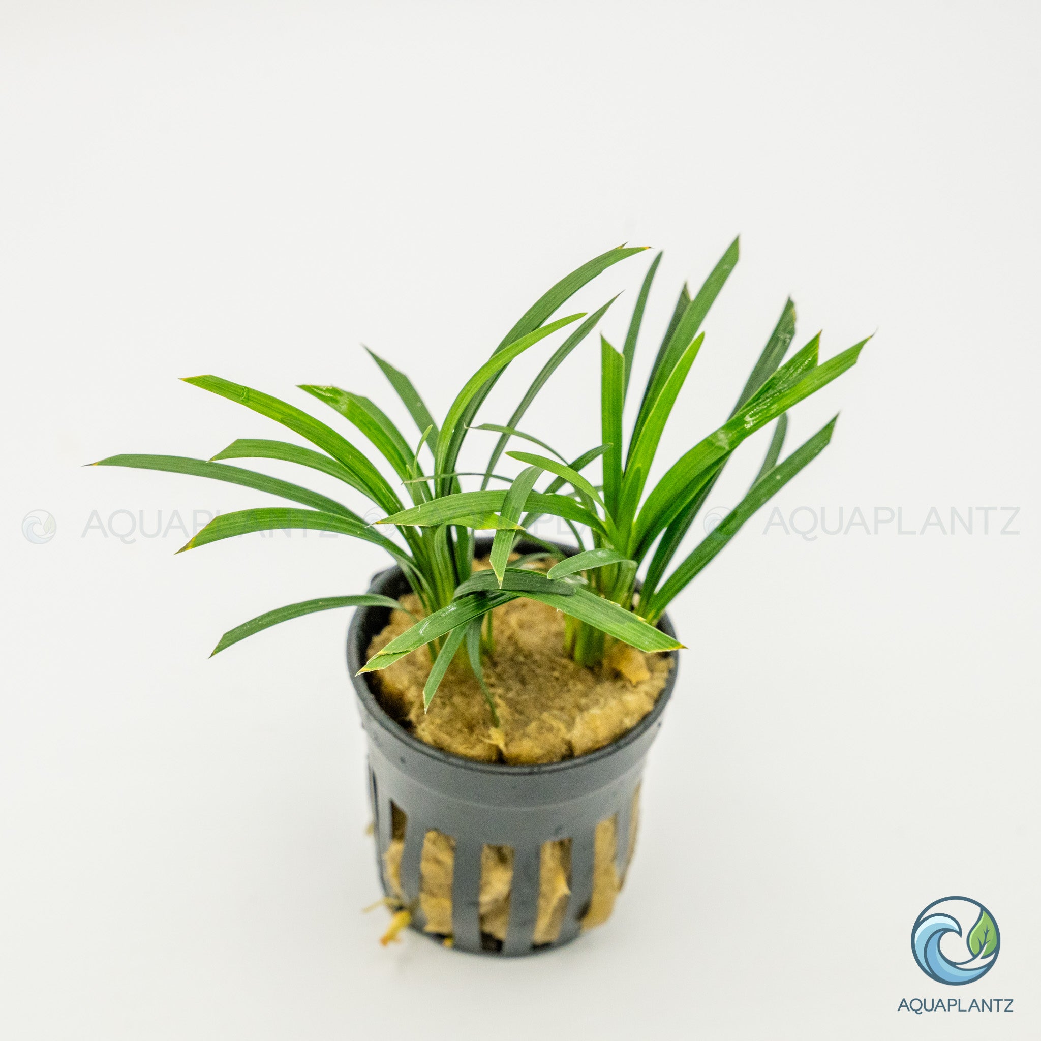 Ophiopogon Pusillus