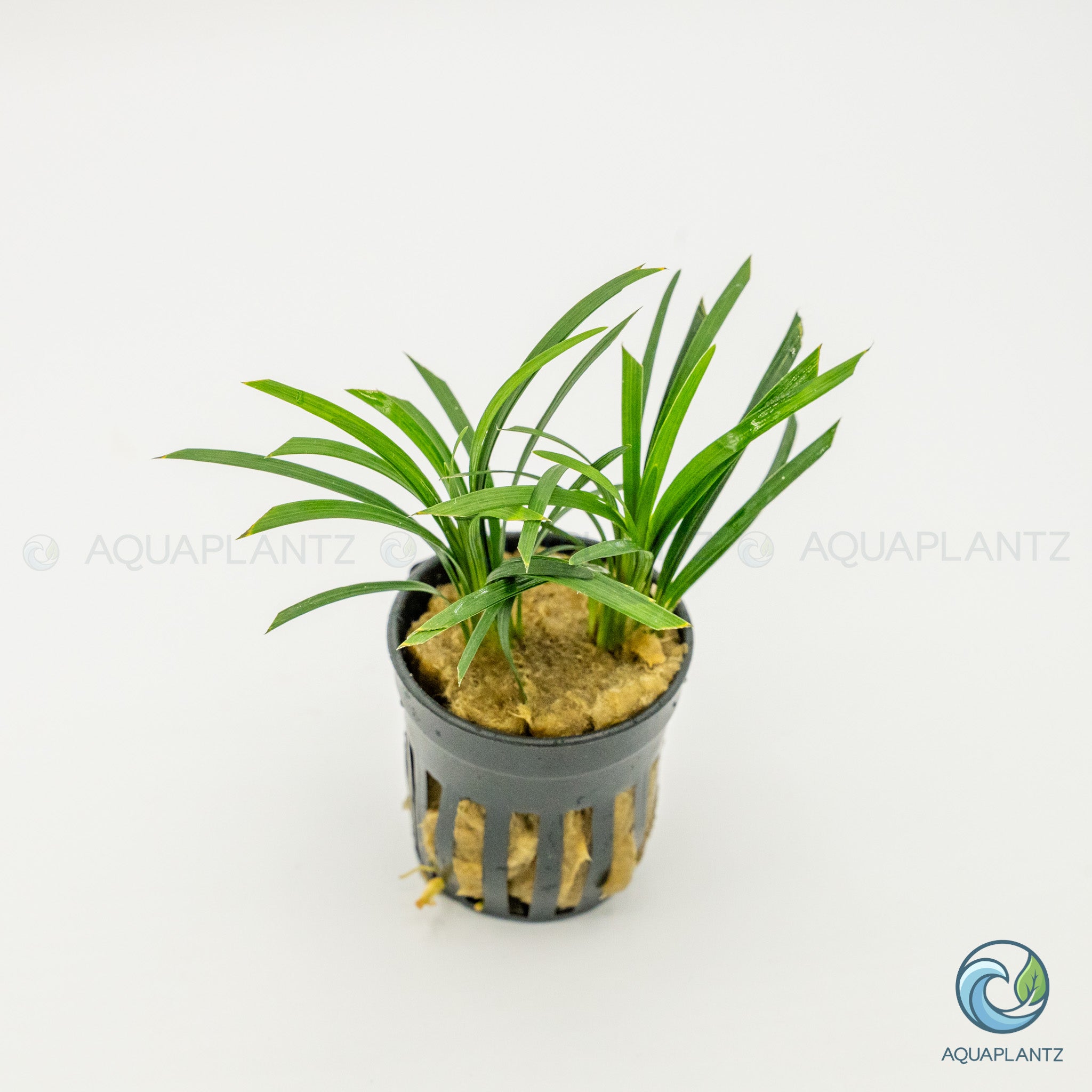 Ophiopogon Pusillus