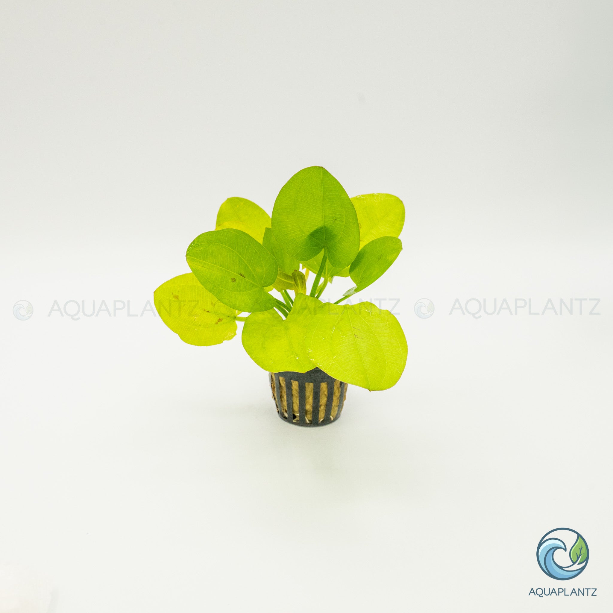 Echinodorus Yellow Sun