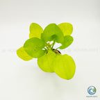 Echinodorus Yellow Sun