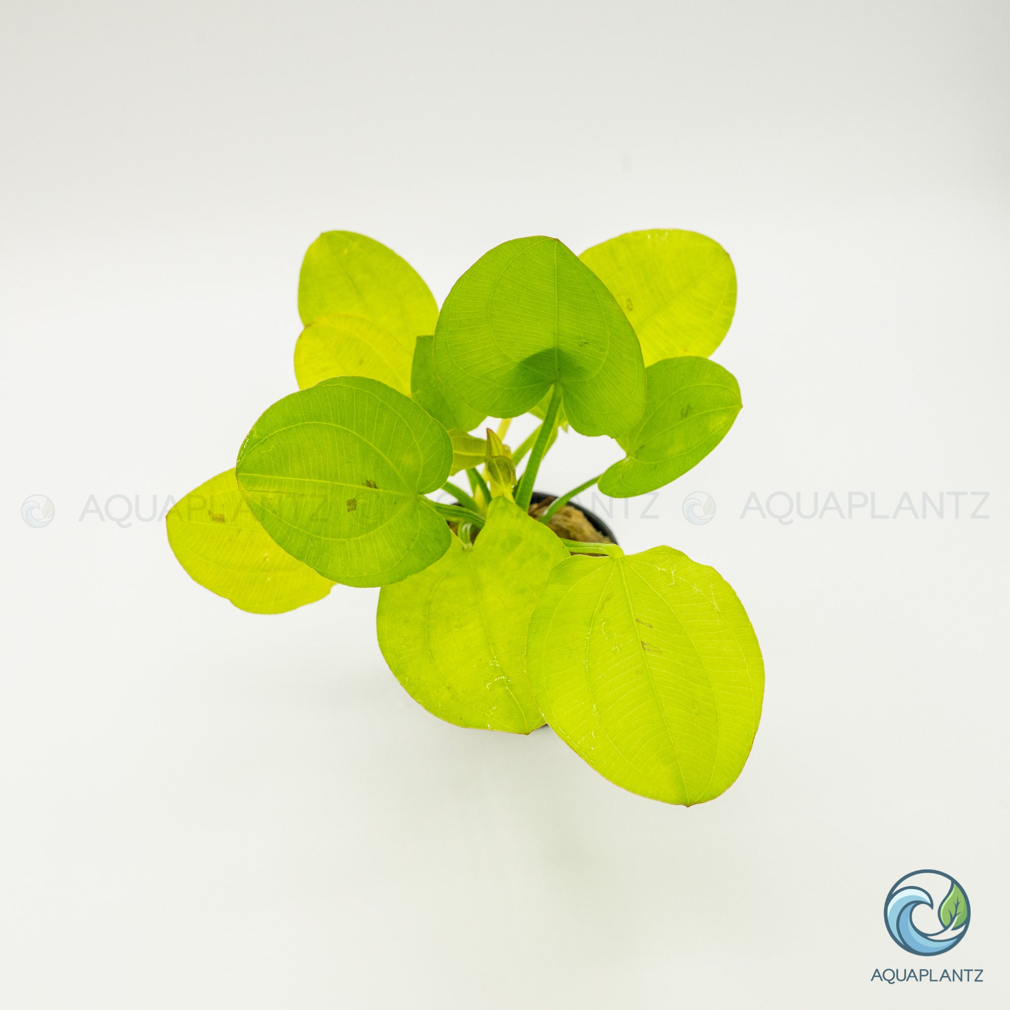 Echinodorus Yellow Sun