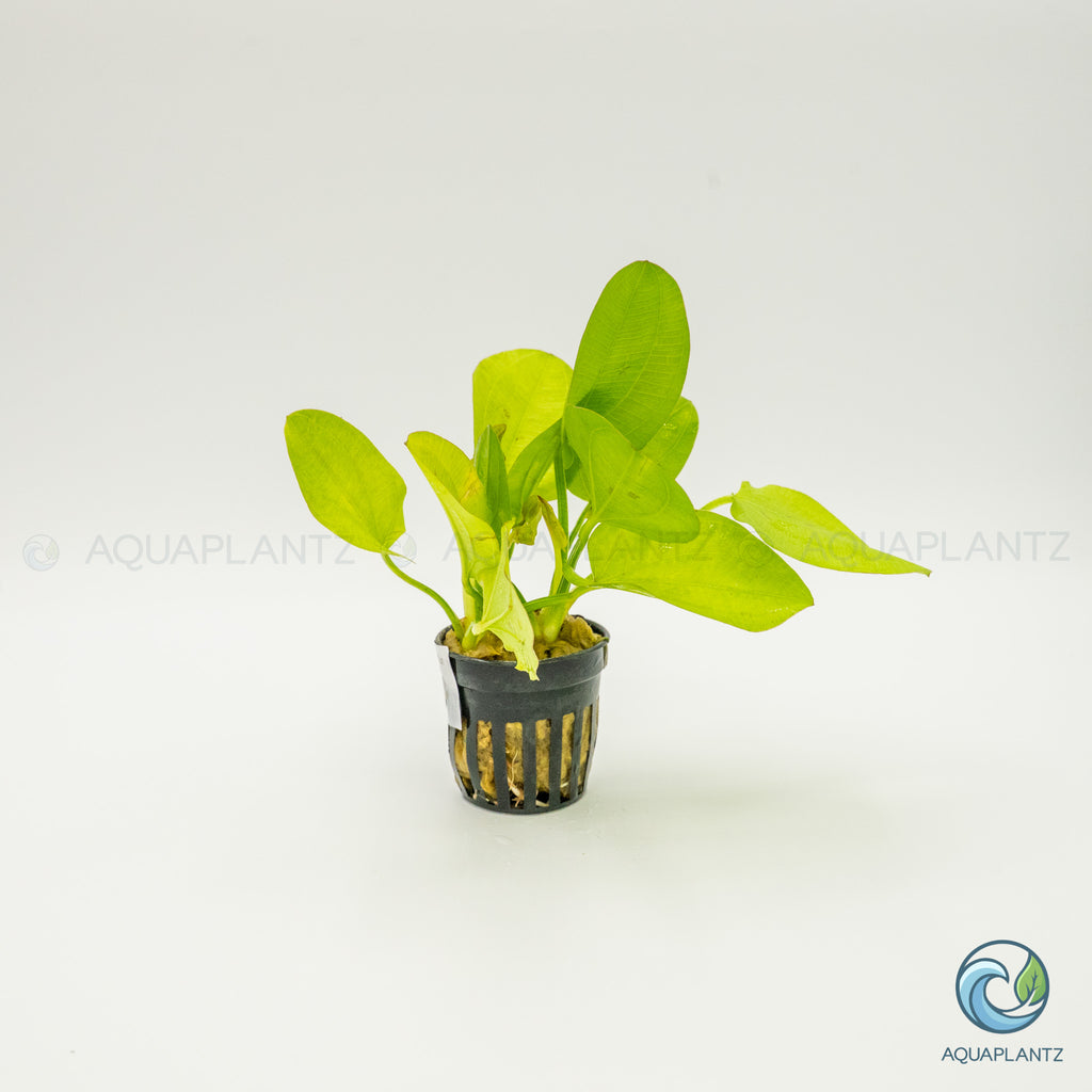 Echinodorus Yellow Sun