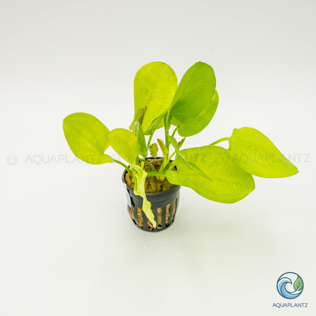 Echinodorus Yellow Sun